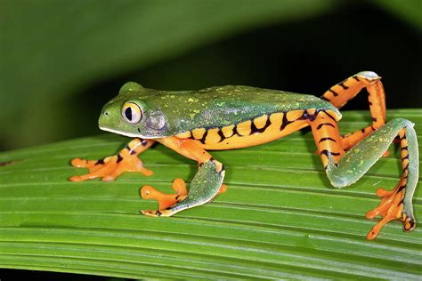 tiger leg tree frog